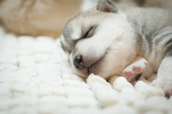 Söt Nyfödd Valp Sover Vit Mjuk Matta — Stockfoto