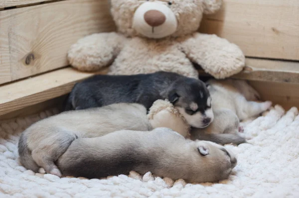 허스키 강아지가 따뜻하고 부드러운 형제들과 — 스톡 사진