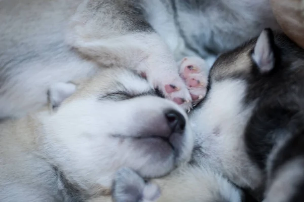 照片上可爱的爪子和可爱的小狗窝 — 图库照片