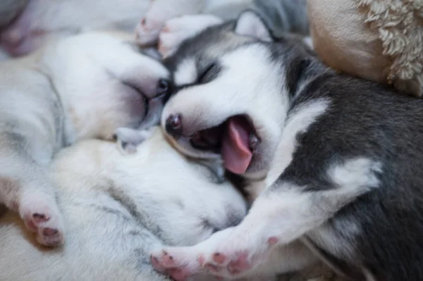 Original Fotoporträt Eines Schwarz Weißen Husky Welpen Gähnt Zwischen Grauen — Stockfoto