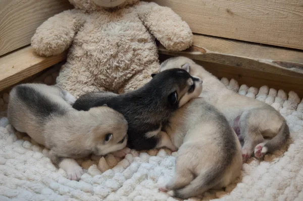 Pocos Cachorros Husky Recién Nacidos Encuentra Con Oso Peluche Una Fotos De Stock Sin Royalties Gratis