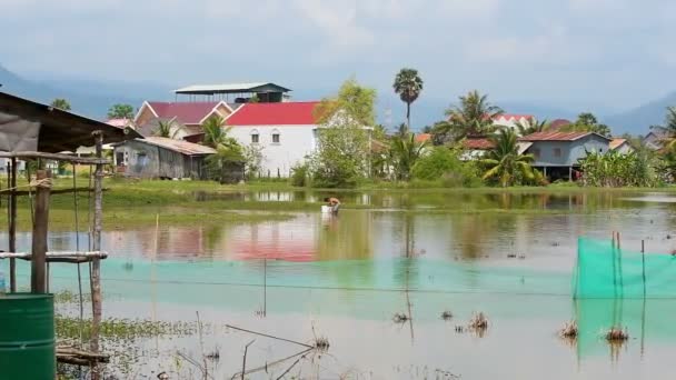 Kleiner Teich Und Palmen Wachsen Hinein Kambodschanischer Mann Sammelt Miesmuscheln — Stockvideo
