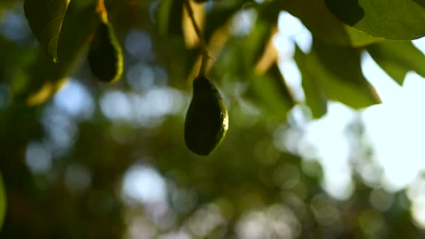 アボカド果実は夕日の栄光の熱帯庭の木に溝入れ加工 カンボジア バンルン州 — ストック動画