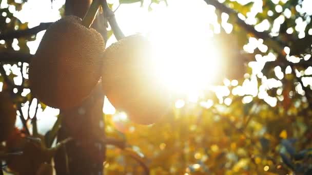Jackfruit Strom Plody Zralé Jackfruit Zapichování Větvi Slávě Západu Slunce — Stock video