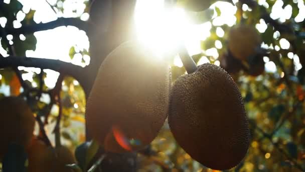 Jackfruchtbaum Mit Reifen Jackfruchtfrüchten Die Sich Der Pracht Des Sonnenuntergangs — Stockvideo