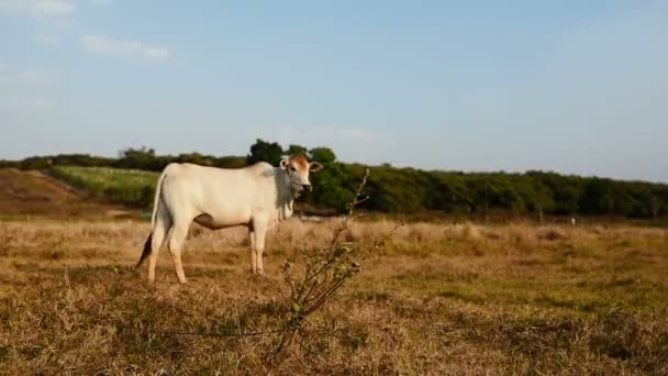 Bela Vaca Saudável Cambojana Está Pastando Prado Dia Quente Ensolarado — Vídeo de Stock