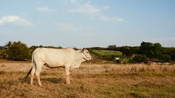 Hermosa Vaca Camboyana Sana Está Pastando Prado Día Soleado Cálido — Vídeos de Stock