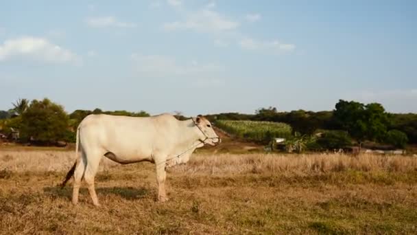 Belle vache cambodgienne en bonne santé broutant sur la prairie lors d'une journée chaude ensoleillée . 