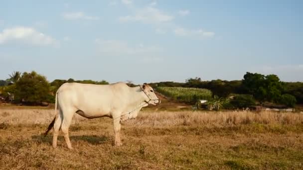 Mooie Gezonde Cambodjaanse Koe Grazen Weide Zonnige Warme Dag — Stockvideo