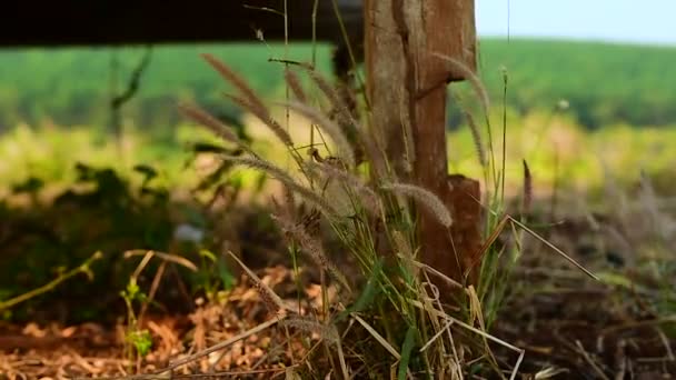 Трава Лузі Розмахуючи Вітрі Banlung Провінції Камбоджа — стокове відео