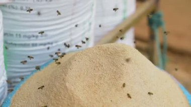 Kamboçyalı arı tahıl çanta uçan un ve muhtemelen onların kovan inşa veya koloni beslemek için onları çalmak. 