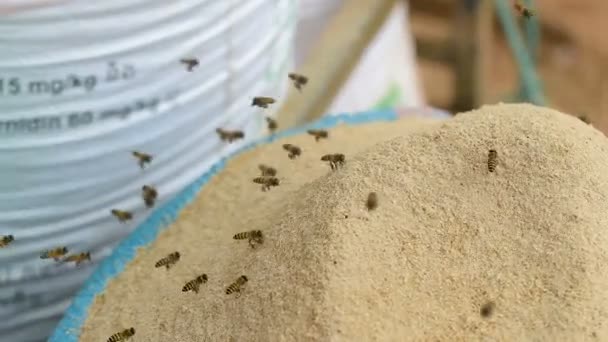 穀物の袋の上を飛んでカンボジア蜂粉し ハイブを構築または植民地をフィードにおそらくそれらを盗む — ストック動画