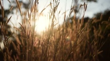 İhtişamıyla günbatımı rüzgarda sallayarak çayır çimen. Banlung Eyaleti, Kamboçya. 