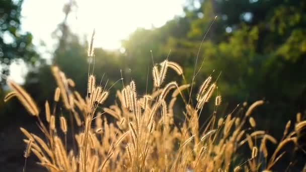 Grama Prado Glória Pôr Sol Acenando Vento Província Banlung Camboja — Vídeo de Stock