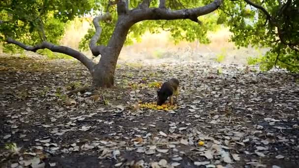 Hausschweine Fressen Gierig Früchte Von Cashewnüssen Provinz Banlung Kambodscha — Stockvideo