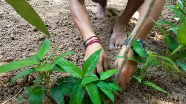 Hombre Camboyano Está Plantando Con Cuidado Pequeñas Plantas Árboles Pueblo — Vídeo de stock