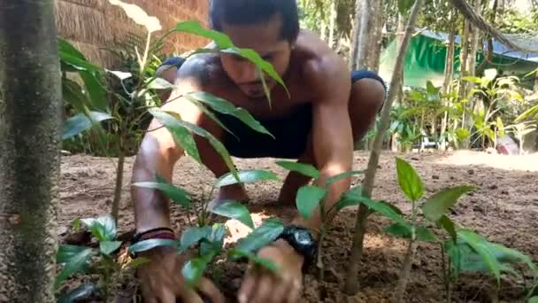 Homem Cambojano Está Plantando Com Cuidado Pequenas Plantas Árvores Aldeia — Vídeo de Stock