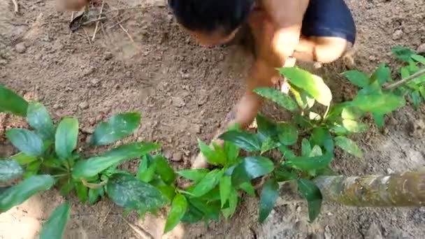 Hombre Camboyano Está Plantando Con Cuidado Pequeñas Plantas Árboles Pueblo — Vídeo de stock