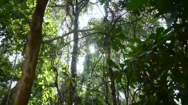 Crowns of trees with bright afternoon sun and rays. Tropical forests in Cambodia, Asia. 