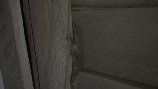 Grande Tokay Gecko Sentado Parede Sala Koh Rong Samloem Camboja — Vídeo de Stock