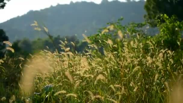 Grama Prado Glória Sol Tarde Acenando Vento Movimento Lento Ilha — Vídeo de Stock