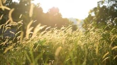 Rüzgarda sallayarak öğleden sonra güneşin zafer çayır çimen. Ağır çekim. Koh Rong Samloem Adası, Kamboçya.