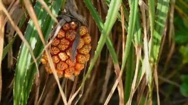 Kamboçya, Asya'Lazy plaj kıyısında büyüyen bir olgun meyve ile Pandan (Pandanus sp.).  