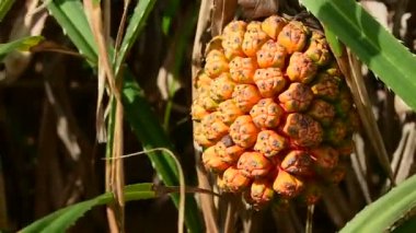 Kamboçya, Asya'Lazy plaj kıyısında büyüyen bir olgun meyve ile Pandan (Pandanus sp.).  