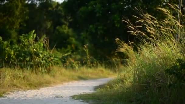 게으른 오후의 태양으로 이어지는 장소를 만드는 아일랜드 캄보디아 — 비디오