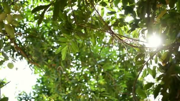 Coronas Árboles Con Sol Rayos Brillantes Tarde Bosques Tropicales Camboya — Vídeos de Stock