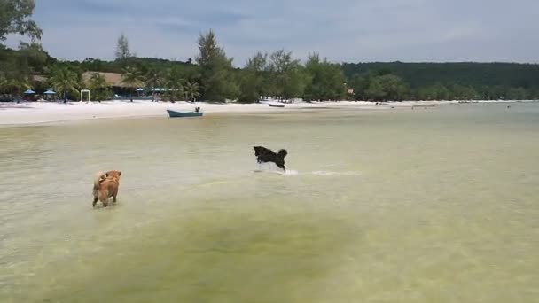 Zwei Hunde Haben Spaß Beim Sprung Ins Wasser Beim Versuch — Stockvideo