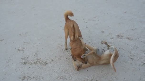 两只岛上的狗在海滩上一起玩耍 — 图库视频影像