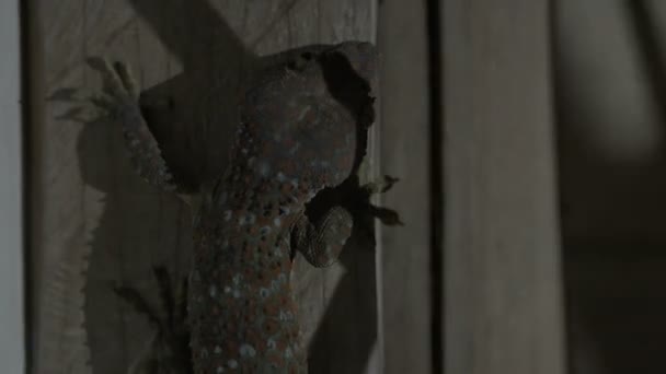 Gran Tokay Gecko Sentado Pared Fingiendo Estar Muerto Escondido Oscuridad — Vídeo de stock