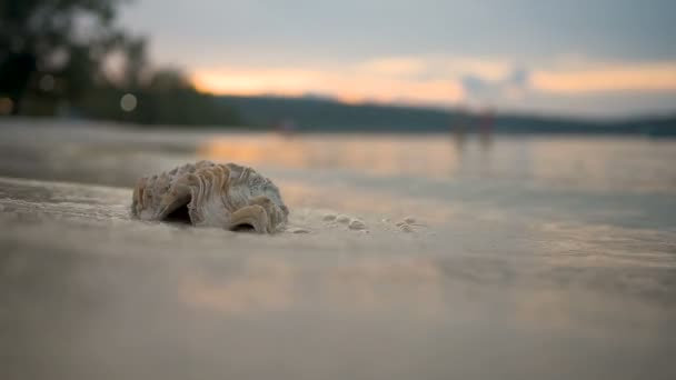 Golven Slaan Shell Die Aan Het Strand Ligt Prachtige Zonsondergang — Stockvideo