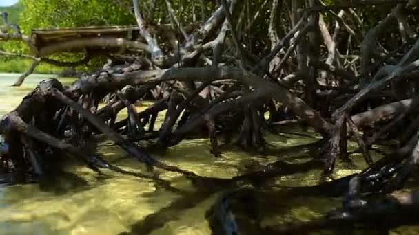 Água Tropical Ilha Águas Rasas Com Plantas Locais Raízes Árvores — Vídeo de Stock