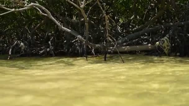 Eau Tropicale Insulaire Eau Peu Profonde Avec Des Plantes Locales — Video