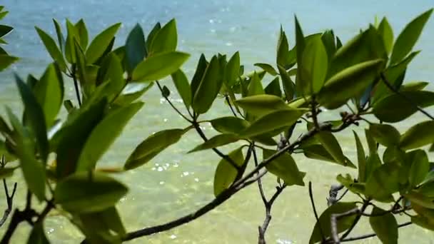 树叶上的乡土树在风中挥舞着缓慢的运动 晶莹清澈的水在背景中 热带岛屿 Samloem 柬埔寨 — 图库视频影像