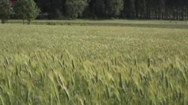 İlkbahar mevsiminde taze taze taze buğday kulakları. Olgunlaşmış buğday tarlaları. Buğday tarlasının yavaş çekim görüntüleri.