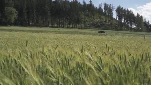 Orelhas Frescas Suculentas Trigo Verde Jovem Natureza Verão Primavera Amadurecer — Vídeo de Stock