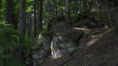 Eğrelti otları ve yosunlarla kaplı kayın ormanındaki kum kayaları. Ormanda yaz zamanı. 4k görüntü.