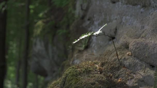 山毛榉森林里的沙岩 布满了植物和苔藓 夏天在森林里 4K镜头 — 图库视频影像