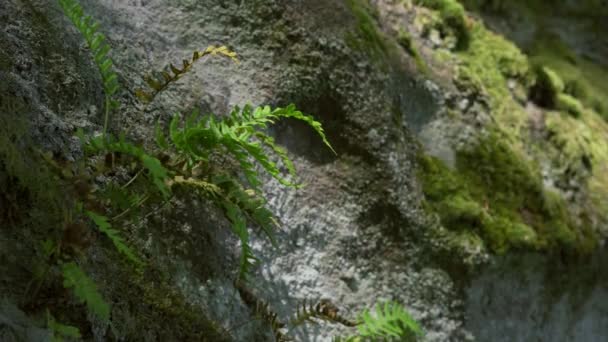 Roca Arena Bosque Hayas Cubierto Helecho Musgo Verano Bosque Imágenes — Vídeos de Stock