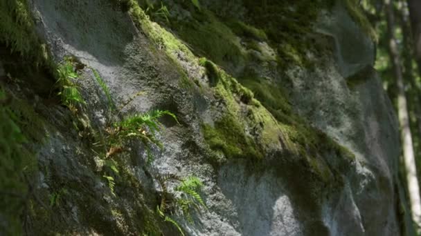 Roche de sable Dans la forêt de hêtres, couverte de fougères et de mousse. L'été dans les bois. Images 4k.