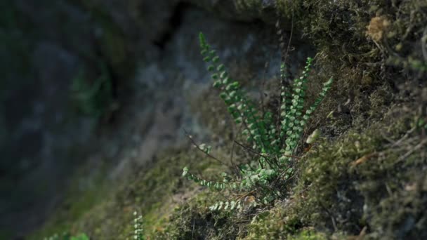 Roche de sable Dans la forêt de hêtres, couverte de fougères et de mousse. L'été dans les bois. Images 4k.