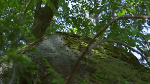 Sand Rock Beech Forest Covered Plants Moss Summertime Woods Footage — Stock Video
