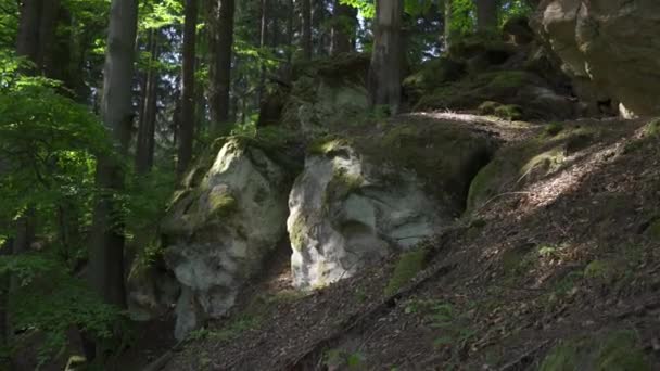 Písečná Skála Bukovém Lese Pokrytá Kapradím Mechem Léto Lese Záběry — Stock video