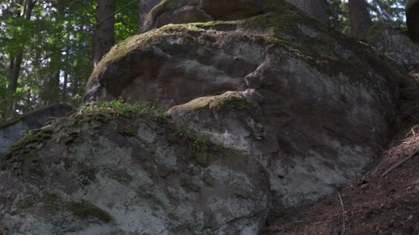 Roca Arena Bosque Hayas Cubierto Plantas Musgo Verano Bosque Imágenes — Vídeos de Stock