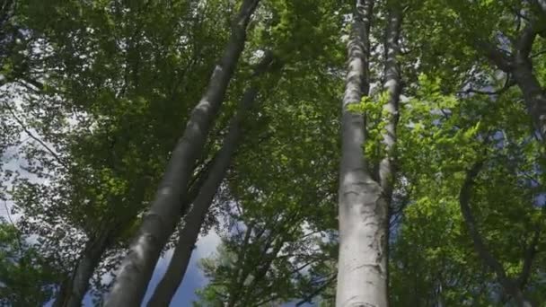 Coronas Hayas Con Hojas Verdes Balanceándose Viento Soleado Día Verano — Vídeos de Stock