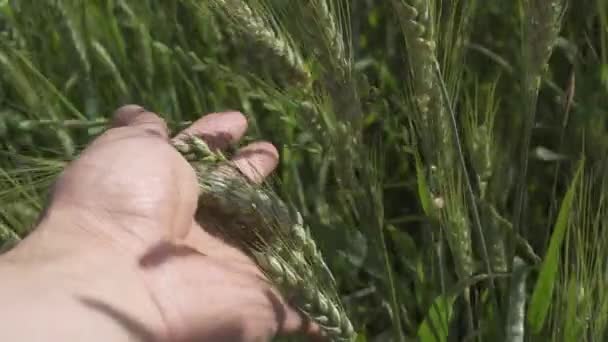 Close Talos Verdes Agricultores Mão Tocando Cevada Verde Crescimento Jovem — Vídeo de Stock