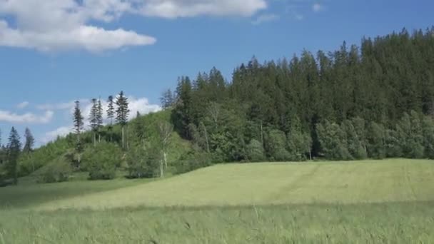 Zielone Łodygi Pszenicy Kołyszą Się Wietrze Młode Pole Pszenicy Letni — Wideo stockowe